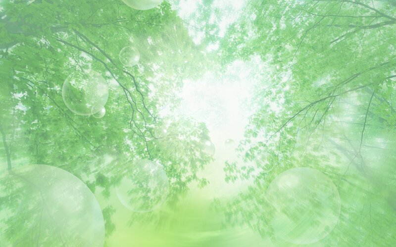 green forest canopy view