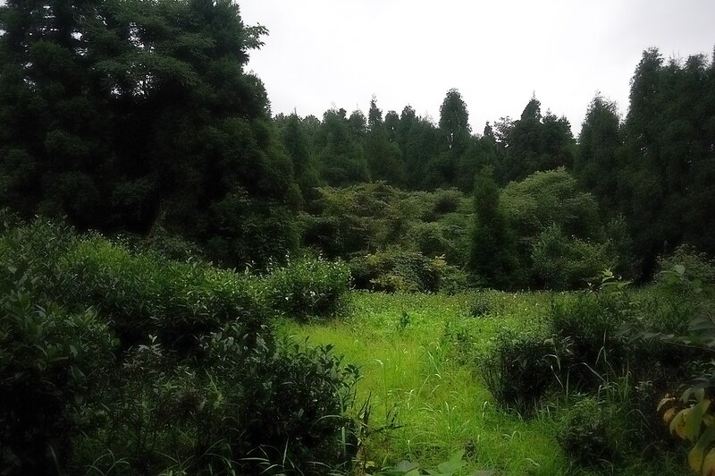 Green Forest Clearing — Calm