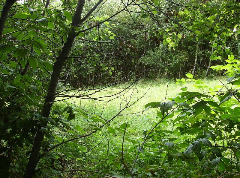 Green Forest Clearing — Serene, Afternoon, Photograph