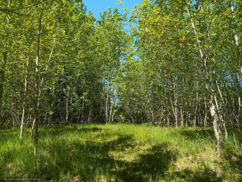 Green Forest Clearing — Serene, Afternoon, Photograph, Trees, Grass