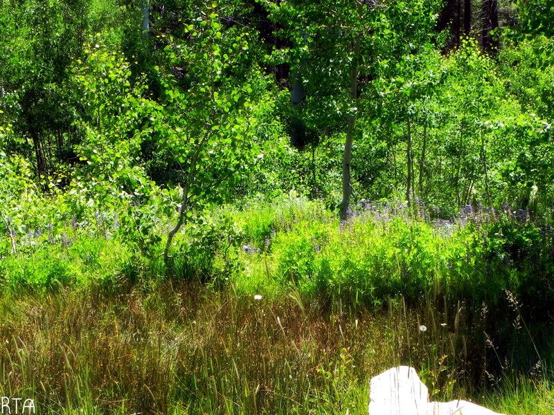 Green Forest Clearing — Serene, Afternoon