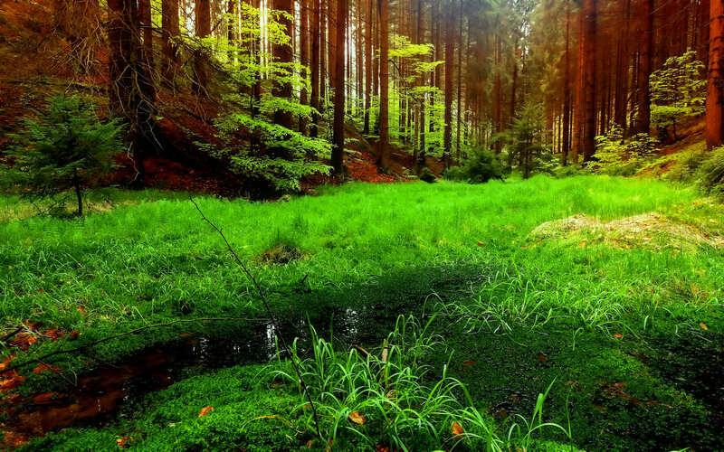 Green Forest Clearing — Serene, Morning
