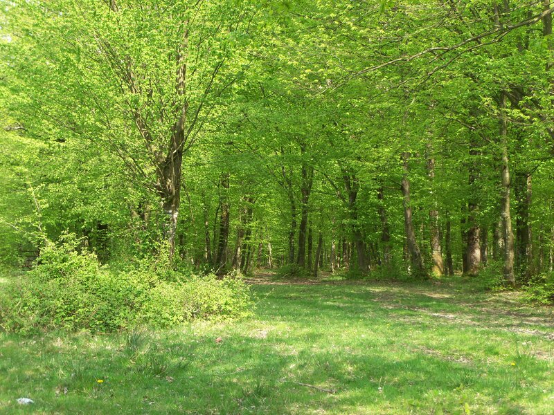 Green Forest Clearing — Serene