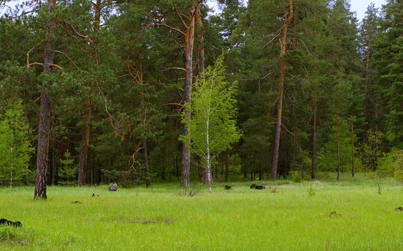 Green forest clearing