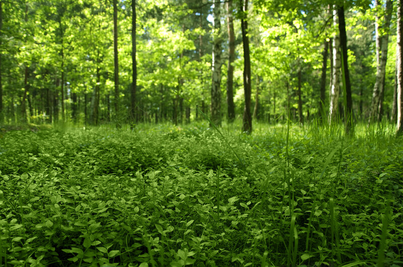 Green Forest Floor — Serene, Afternoon, Photograph