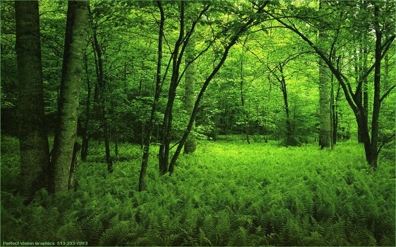 Green Forest Floor — Serene, Afternoon, Photograph, Trees