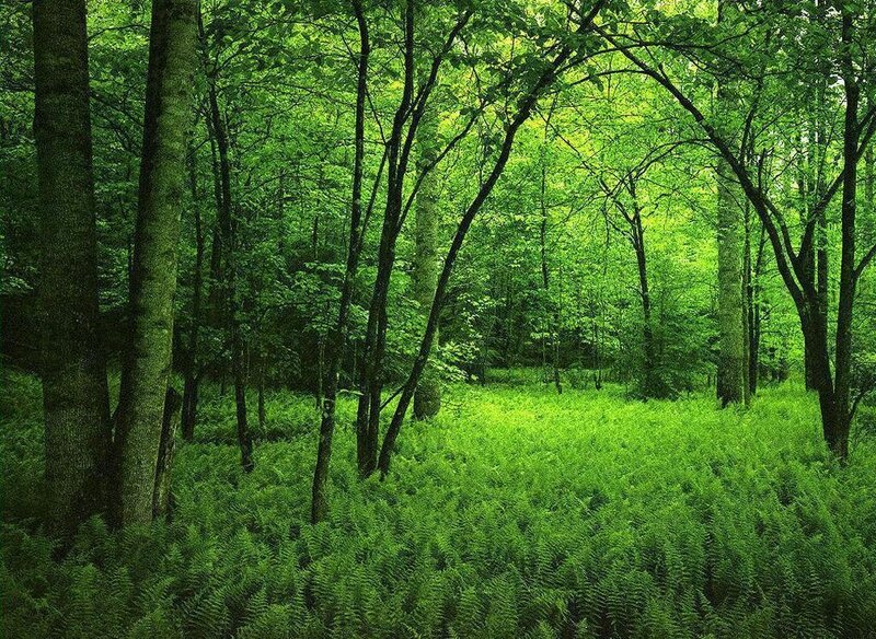 Green Forest Floor — Serene, Afternoon