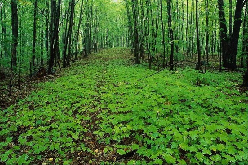 Green Forest Floor — Serene, Spring