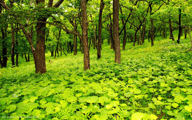 Green Forest Floor — Serene, Summer, Photograph