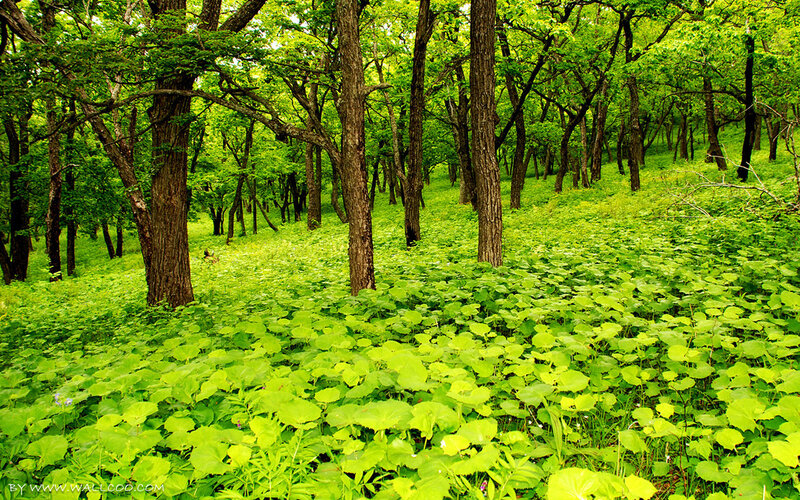 Green Forest Floor — Serene, Summer