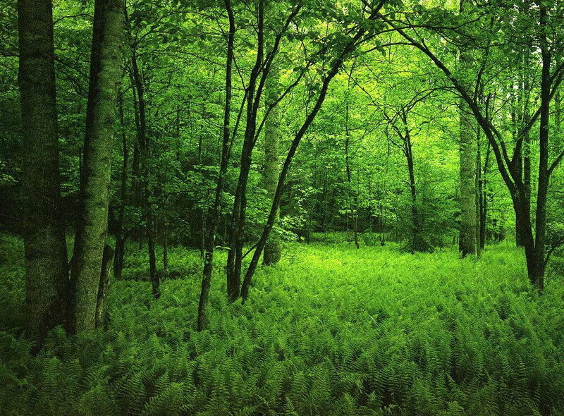Green Forest Floor — Serene