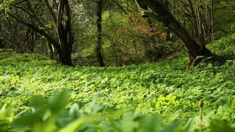 green forest floor