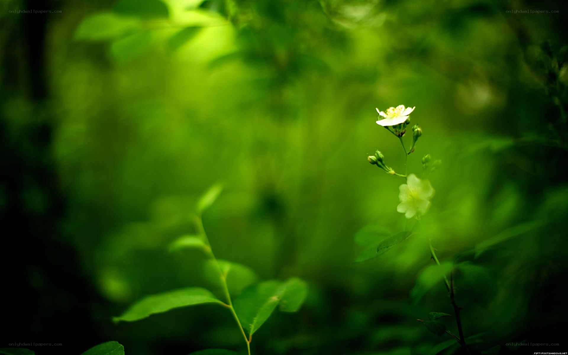 green forest flower