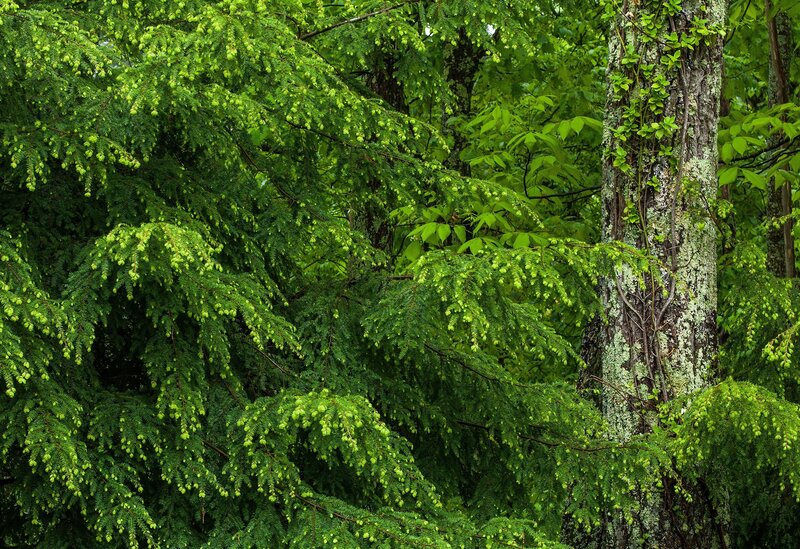 Green forest foliage