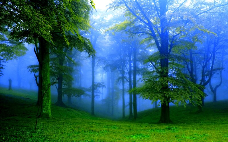 Green Forest in Fog