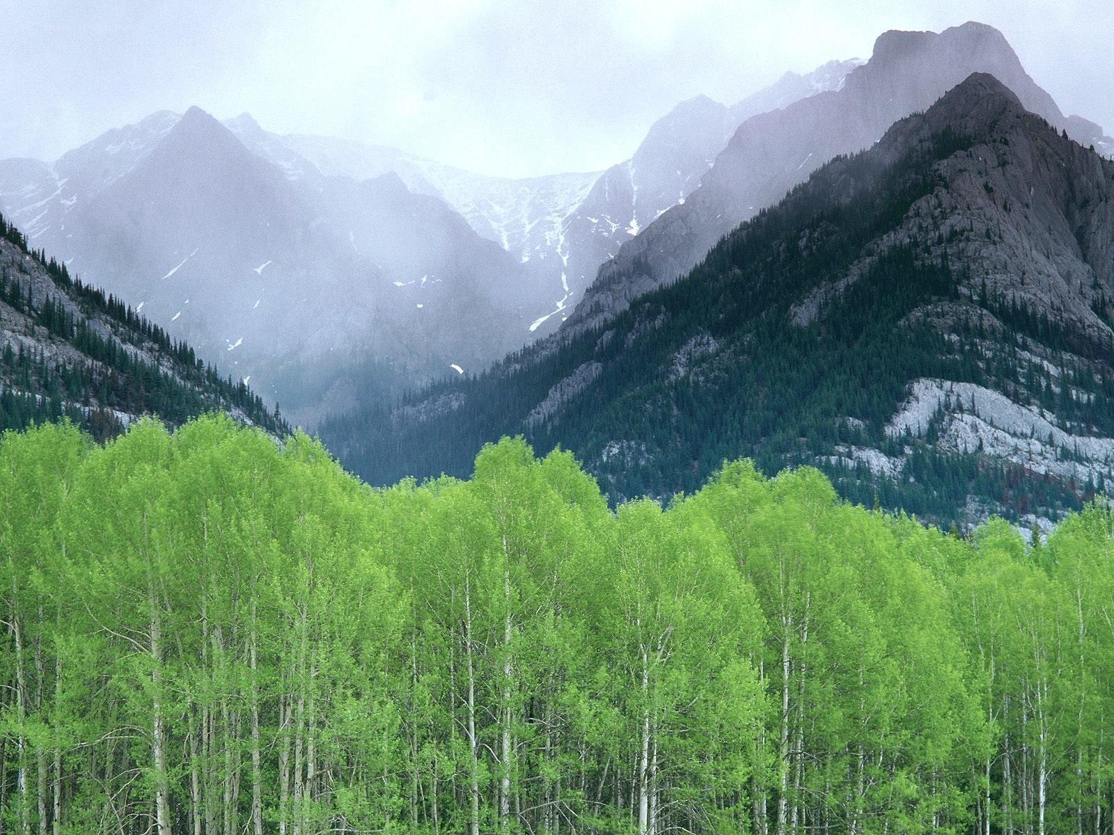 Green forest in mountain valley