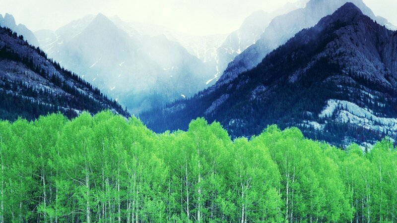 Green Forest in Mountains