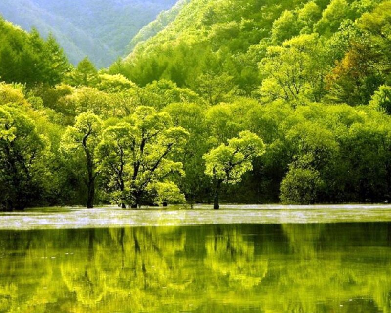 Green forest lake reflection
