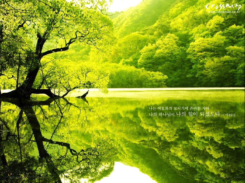 Green forest lake reflection