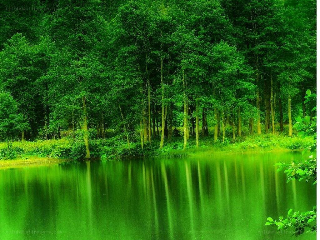 Green forest lake reflection