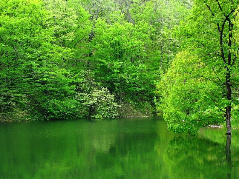 Green forest lake reflection