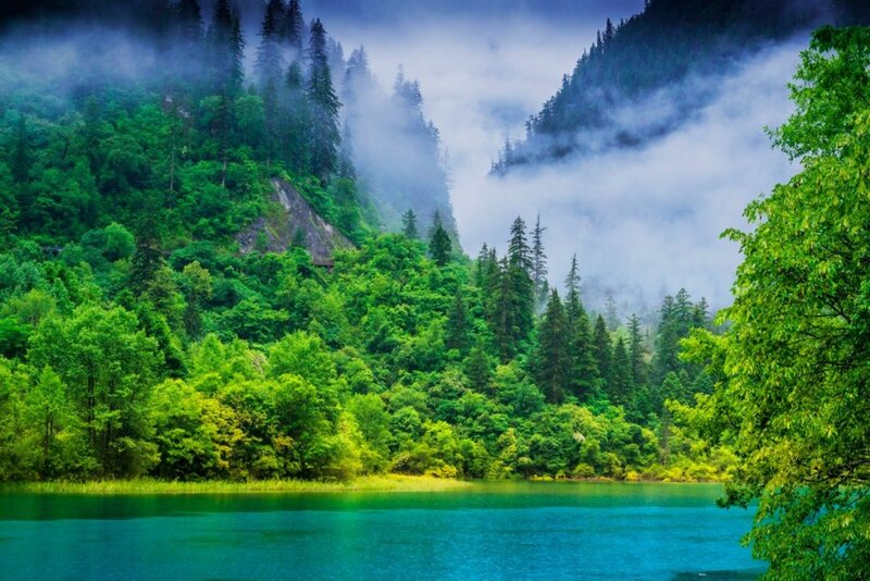 Green Forest Lake — Serene, Morning