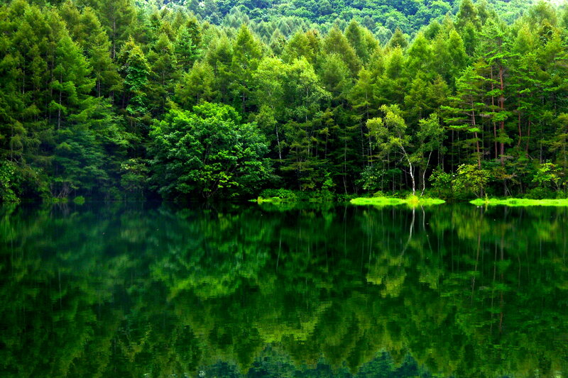 Green Forest Lake — Serene, Photograph