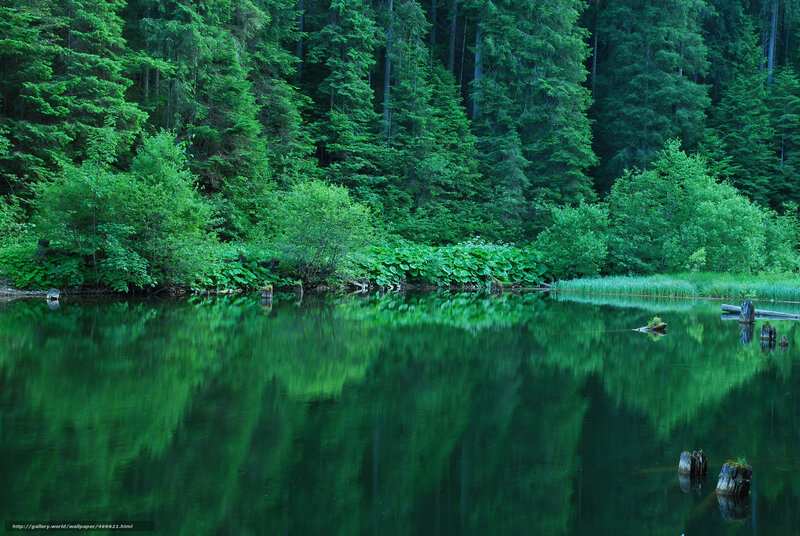 Green Forest Lake — Serene, Photograph, Trees, Bushes