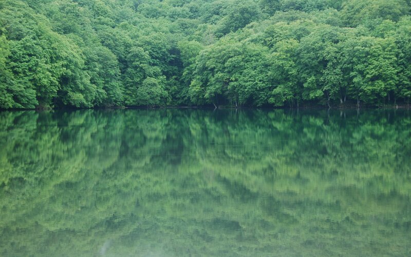 Green Forest Lake — Serene, Photograph, Trees