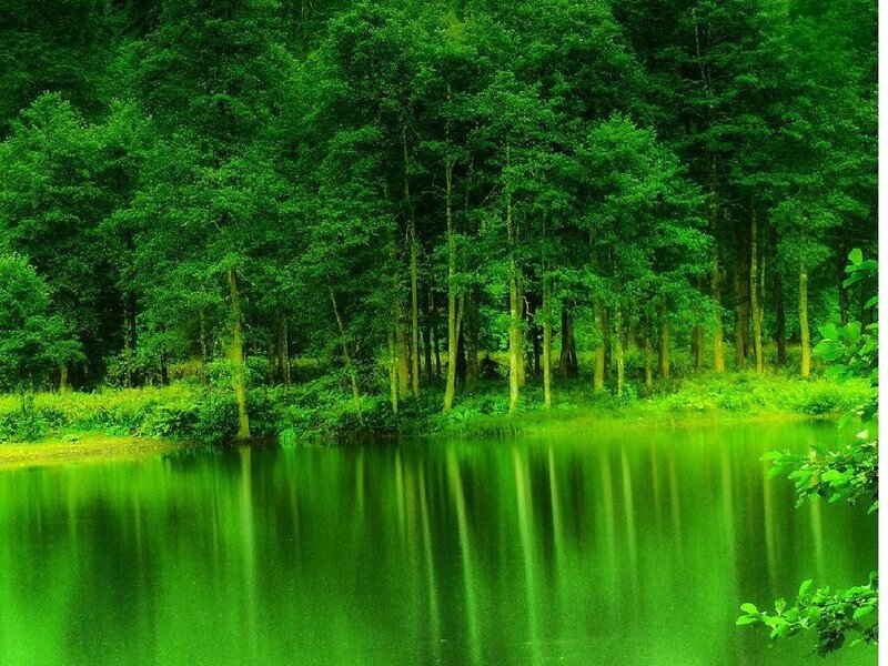 Green Forest Lake — Serene, Photograph, Trees, Water
