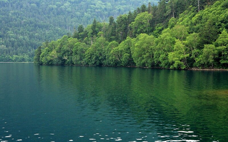 Green Forest Lake — Serene, Summer, Photograph