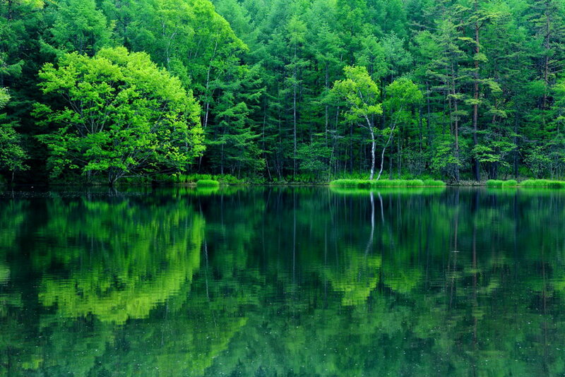 Green Forest Lake — Serene, Summer