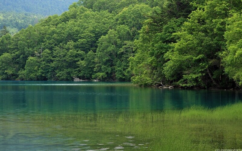 green forest lake