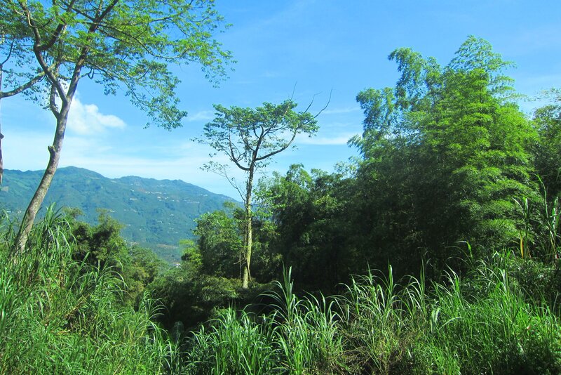 Green Forest Landscape — Serene