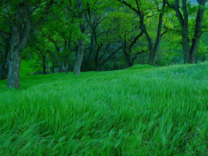 Green forest meadow