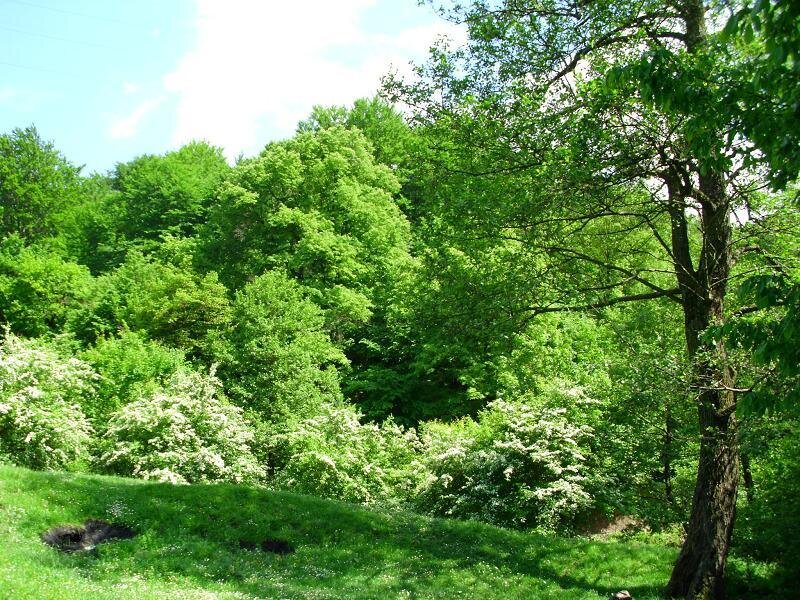 Green forest on a sunny day