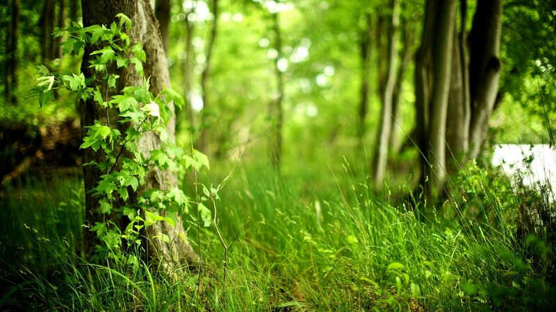 Green forest path