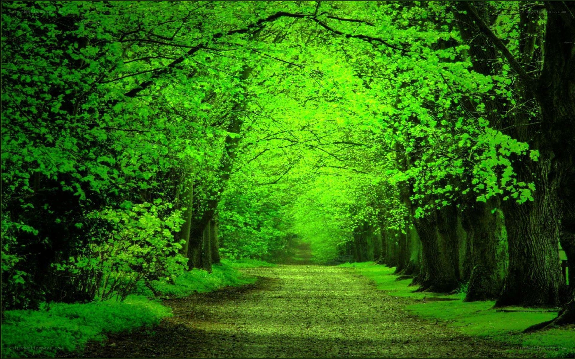 Green forest path