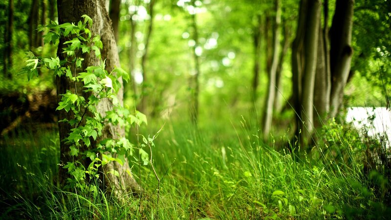 Green Forest Path — Serene, Afternoon, Photograph
