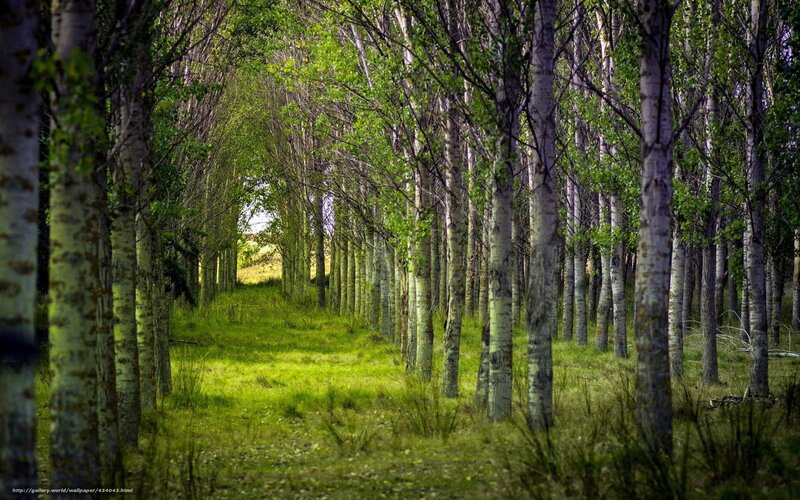 Green Forest Path — Serene, Afternoon, Photograph, Trees