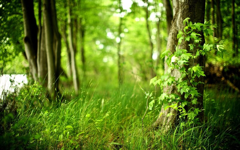 Green Forest Path — Serene, Afternoon