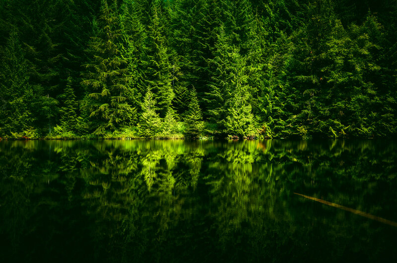 Green Forest Reflected in Lake