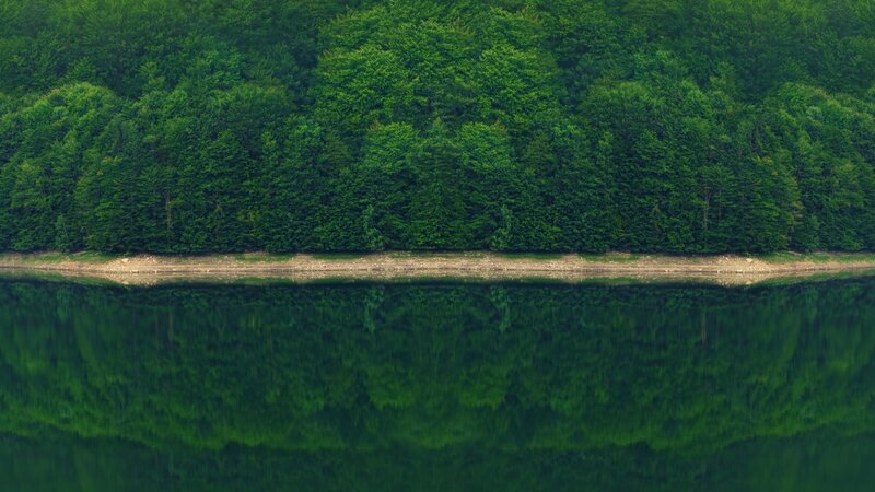 Green Forest Reflection