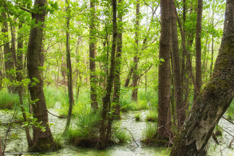 Green forest swamp scene