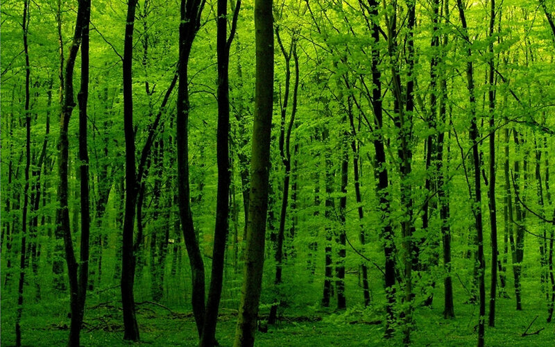 Green Forest Trees