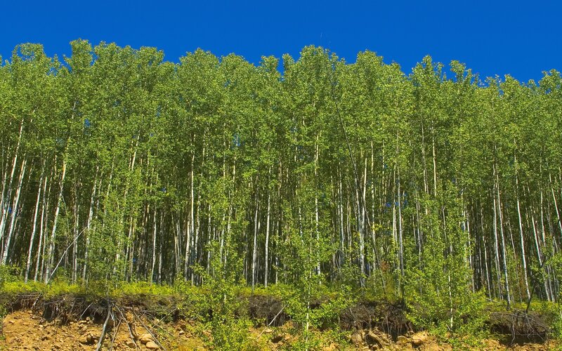 Green forest under blue sky