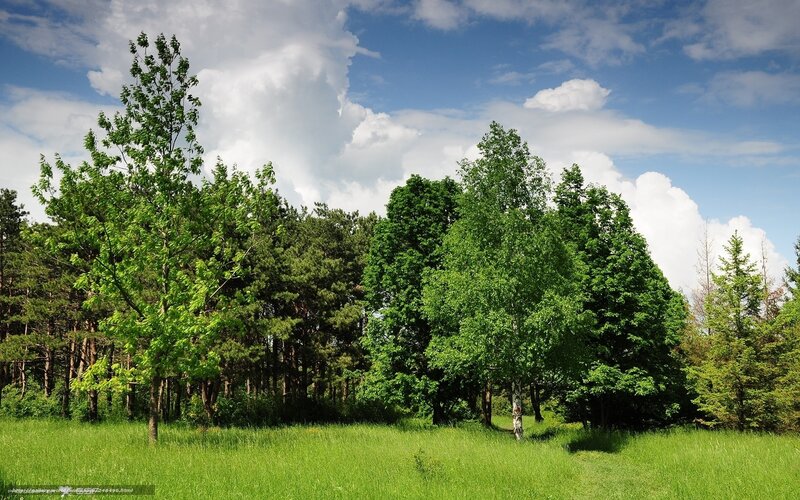 Green forest under blue sky