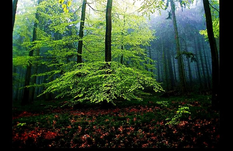 Green Forest under Sunlight