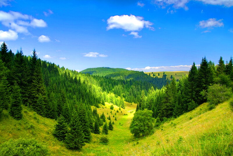 Green Forest Valley — Blue
