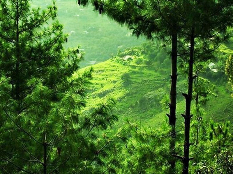 Green Forest Valley — Serene